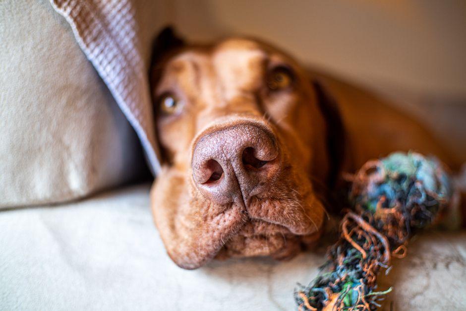 Chien brun allongé sur le sol à l'intérieur, museau posé à côté d'un jouet