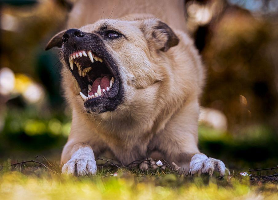Gros plan sur un chien qui grogne en montrant les dents, en extérieur