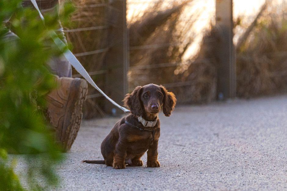 Chiot teckel marron tenu en laisse, assis à l'extérieur sur un chemin