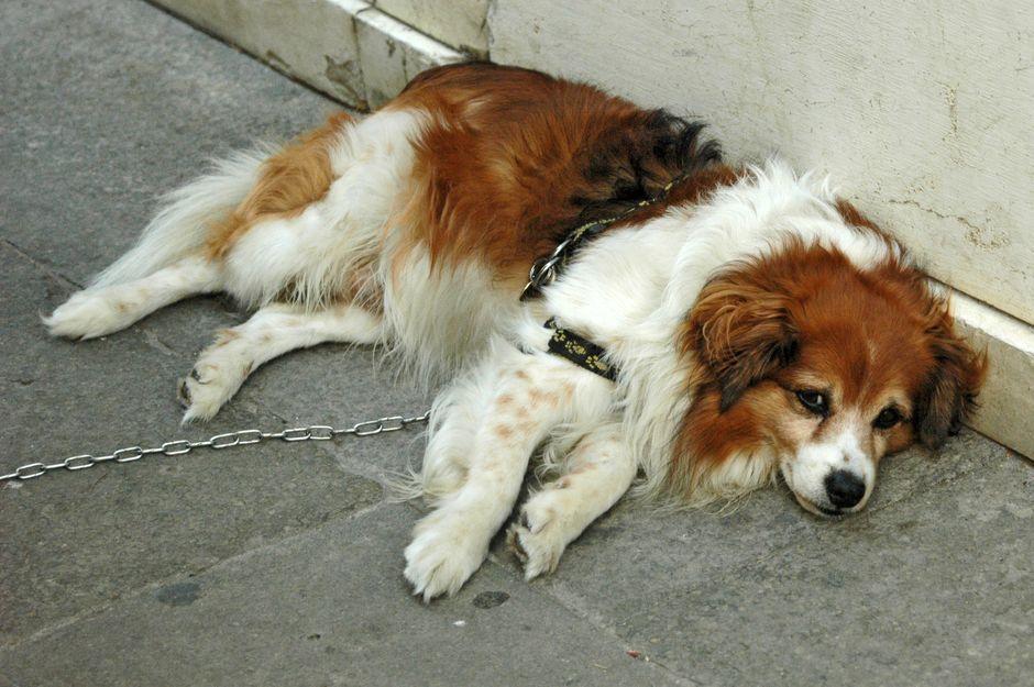 Chien couché au sol en extérieur, laisse attachée, qui ne se relève pas pour repartir