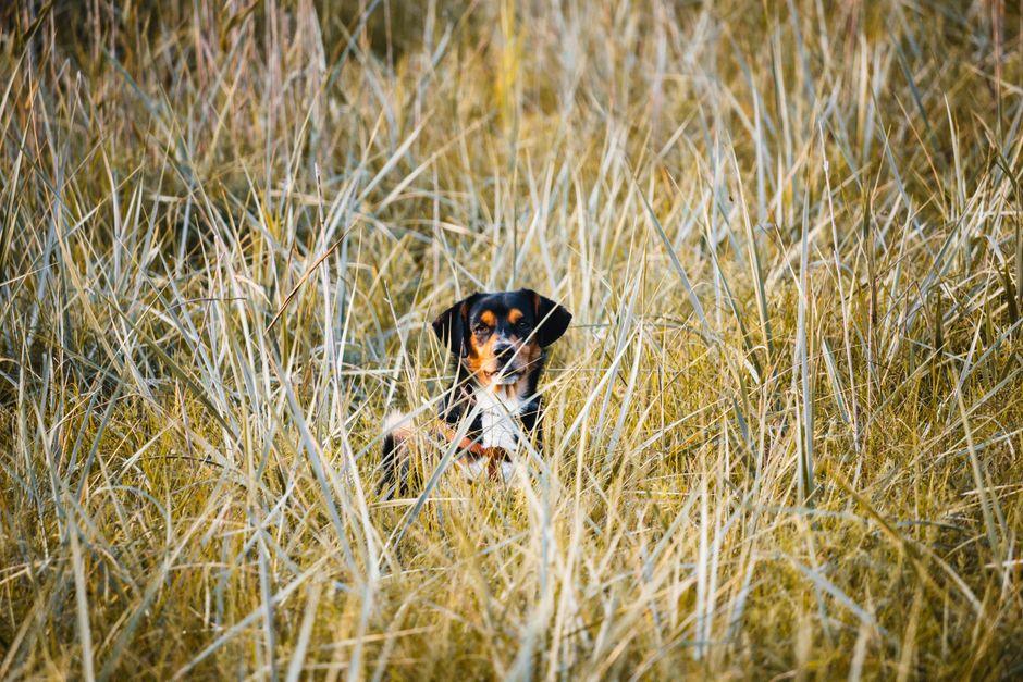 Chien couché au milieu de hautes herbes sèches dans un champ ensoleillé