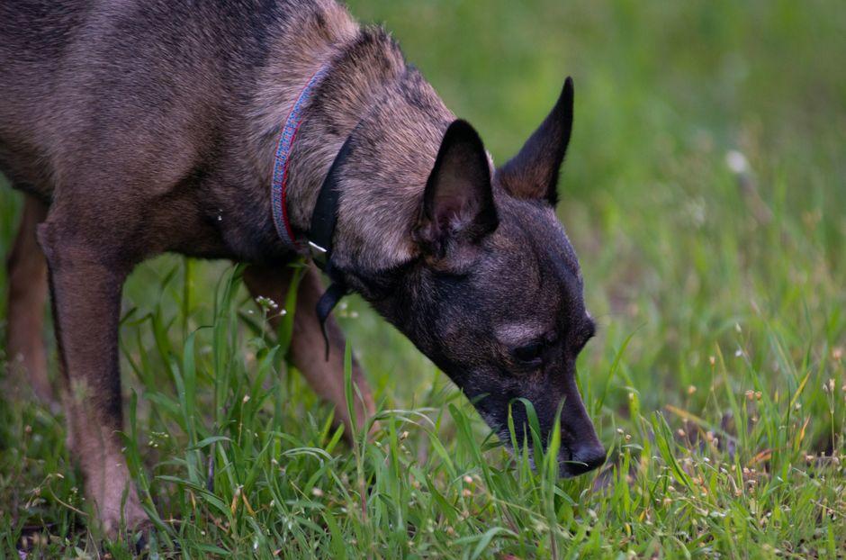 Un chien portant un collier baisse la truffe dans l'herbe verte et renifle le sol en extérieur.