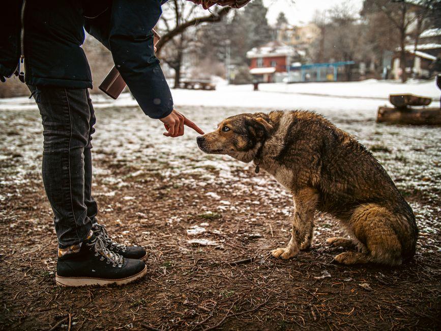 Une personne accroupie interagit doucement avec un chien assis, en extérieur dans un parc enneigé.