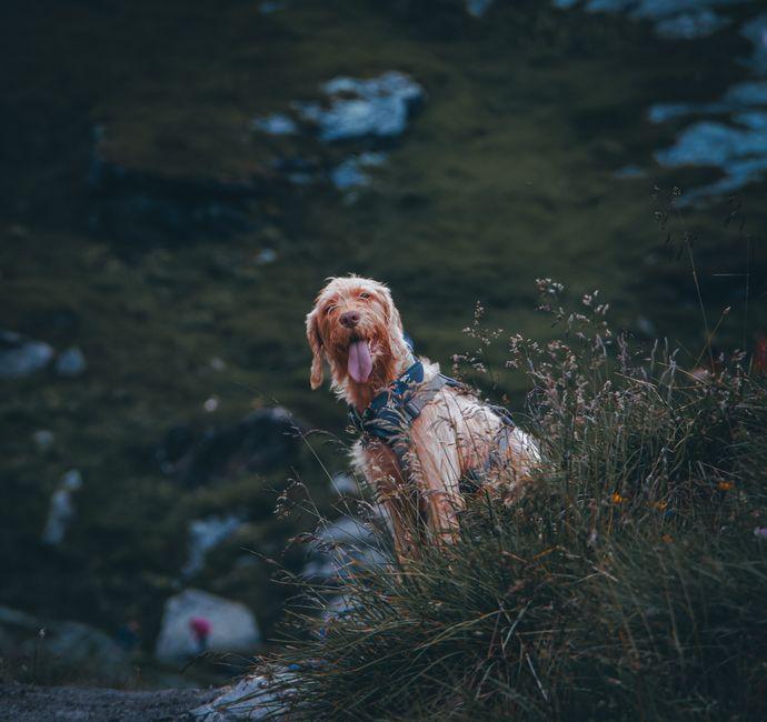 Un chien fauve à poil dur se tient dans une herbe haute, la langue sortie, pendant une balade
