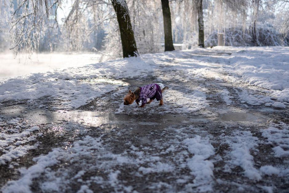 Un petit chien vêtu d'un manteau d'hiver marche dans un parc enneigé