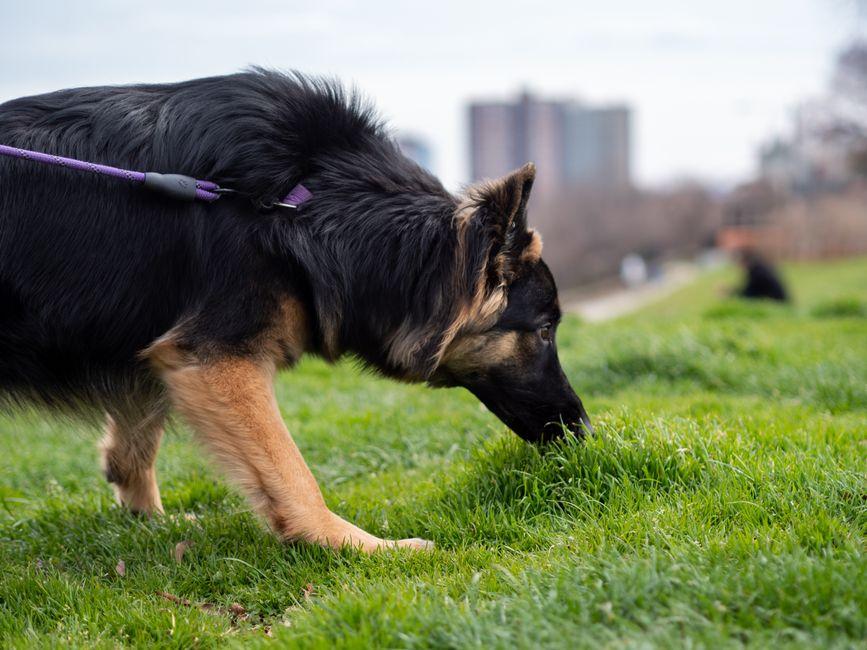 Berger allemand qui renifle longuement l'herbe au bord d'un chemin pendant sa promenade