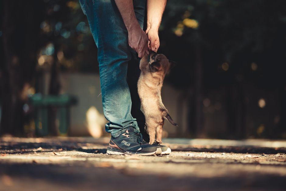 Un chiot dressé sur ses pattes arrière contre la jambe d'une personne, dehors