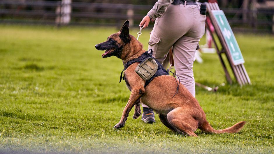 Un maître entraîne son chien de berger dans un champ herbeux, à quelques mètres de lui.