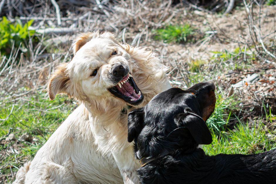 Deux chiens qui jouent ensemble sur l'herbe en extérieur
