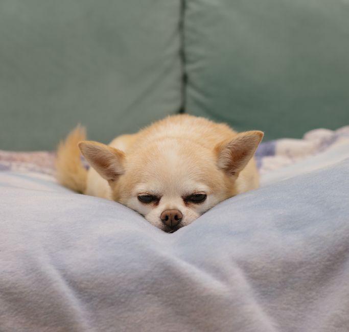 Petit chien beige couché sur une couverture douce, museau posé entre les pattes.