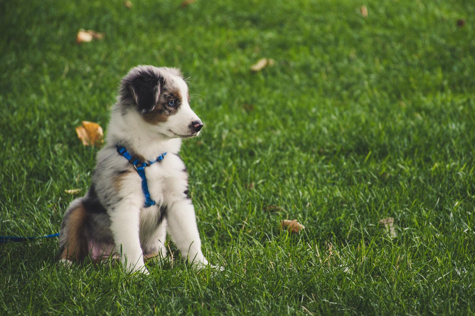 Illustration : Choisir le nom de son chien