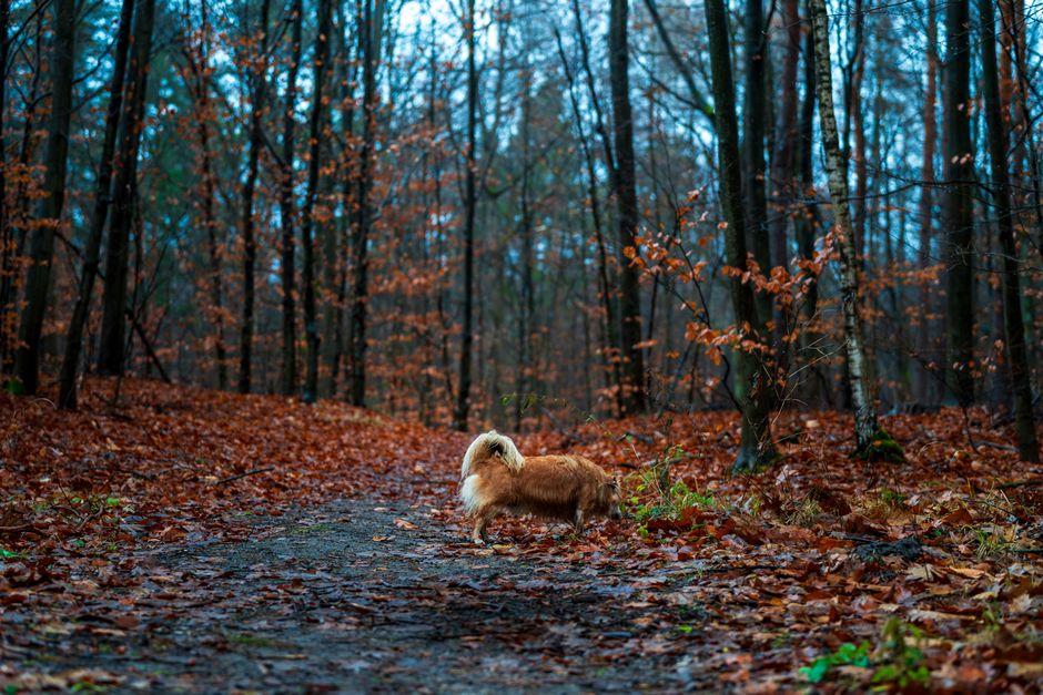 Un chien marche seul sur un chemin forestier couvert de feuilles mortes en automne