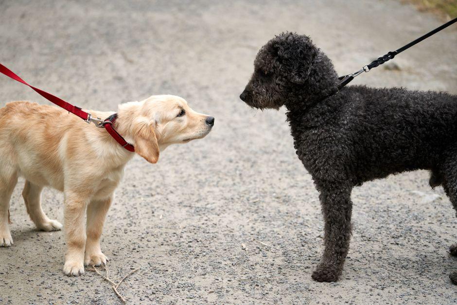 Deux chiens se font face à faible distance lors d'une promenade, un chiot golden retriever et un chien d'eau espagnol