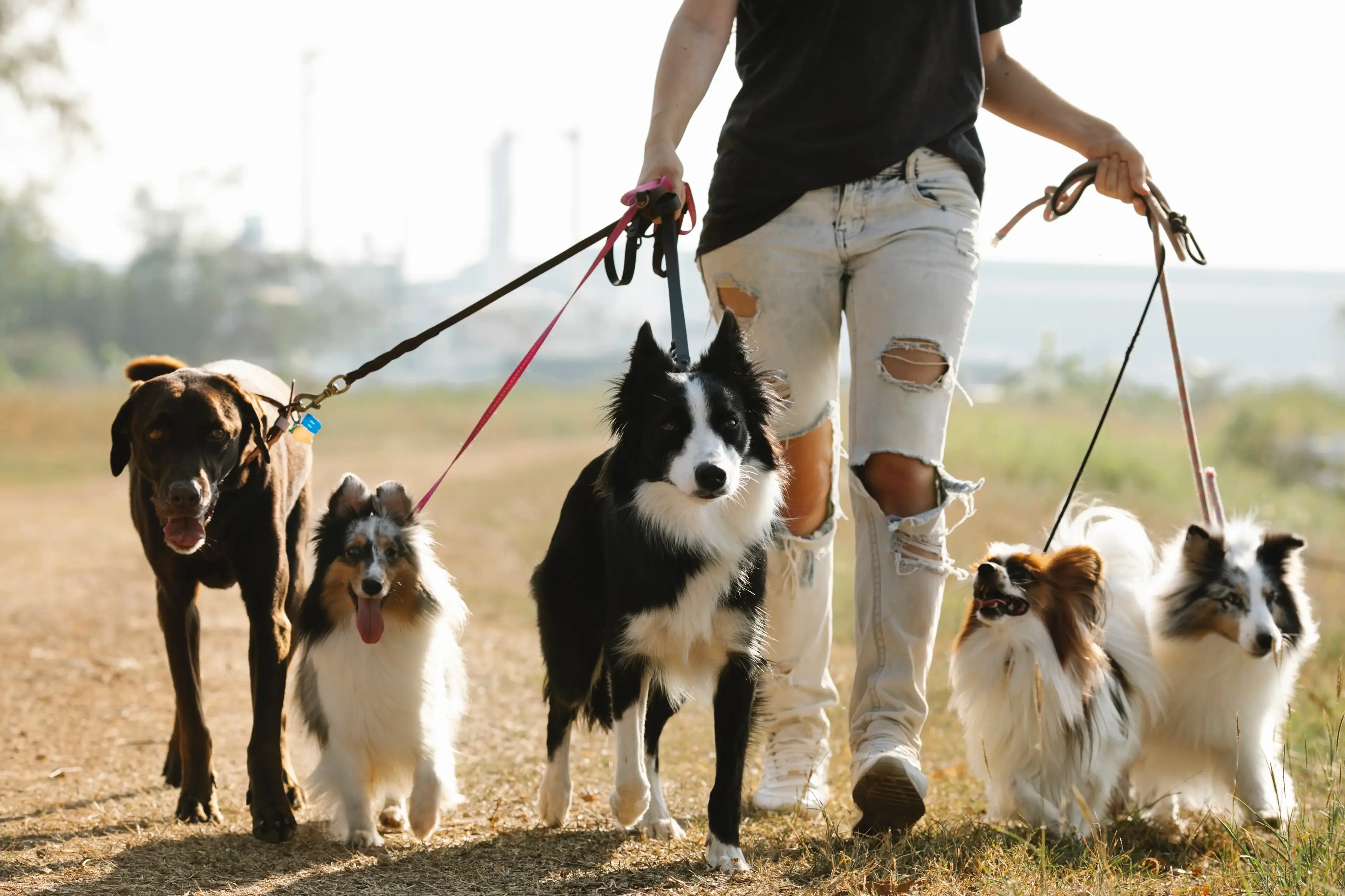 Illustration : Comment bien socialiser son chien