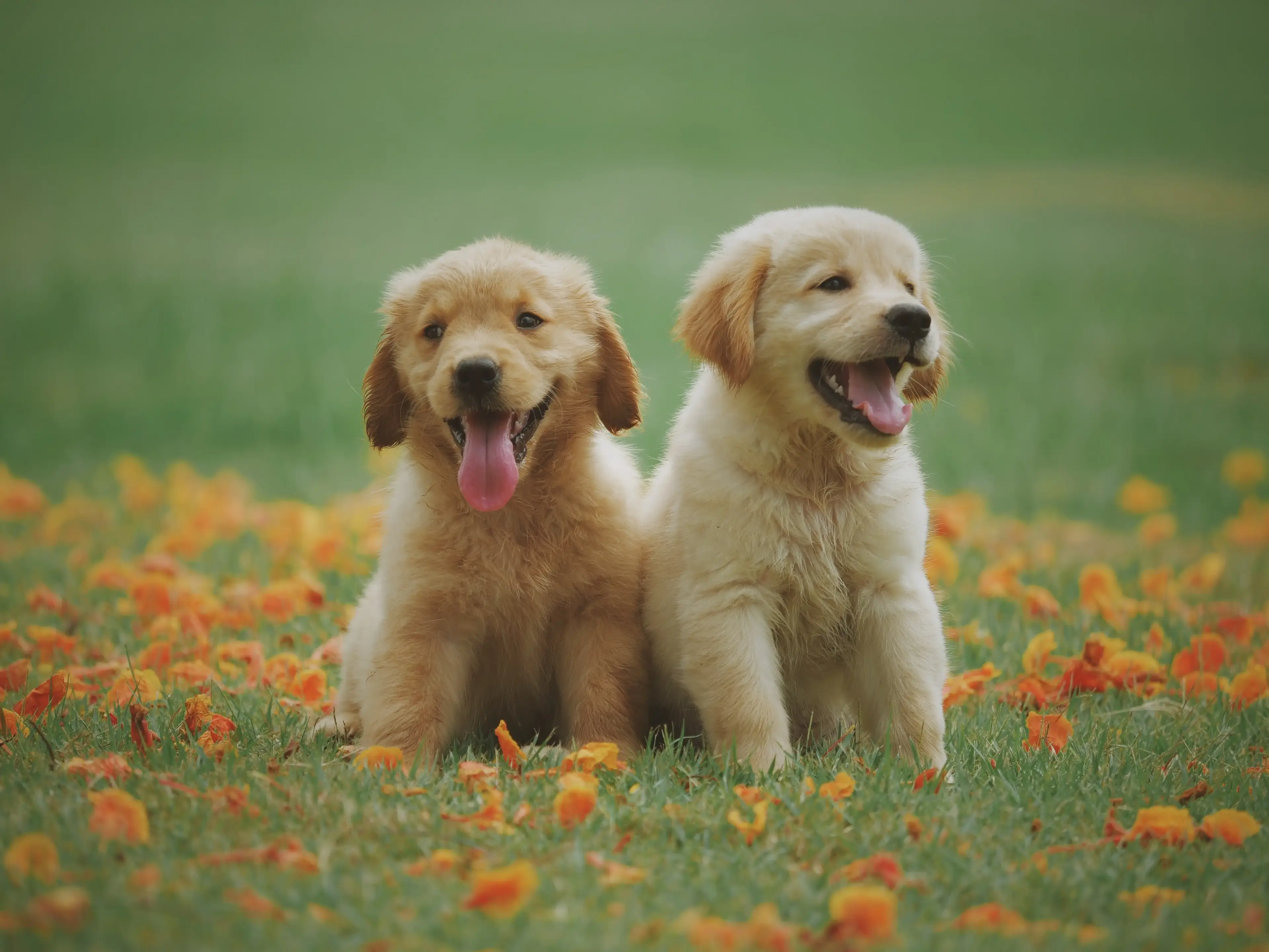 Illustration : L'Éducateur canin : Votre allié essentiel pour accueillir un chiot sans stress