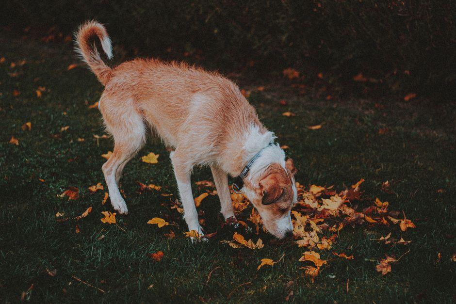 Chien qui renifle des feuilles mortes dans un parc pendant une balade d'automne