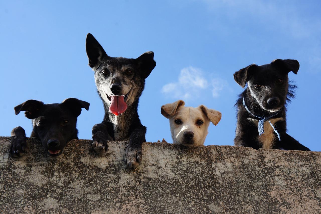 Illustration : Les bénéfices des balades canines en groupe