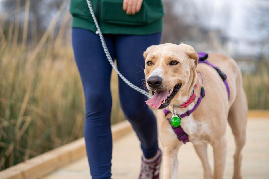 Un chien marche en laisse détendue à côté de son maître sur une passerelle en bois