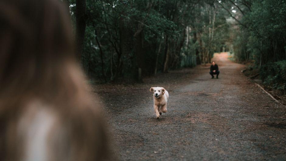 Un chiot golden retriever revient vers son maître en courant sur un sentier forestier.
