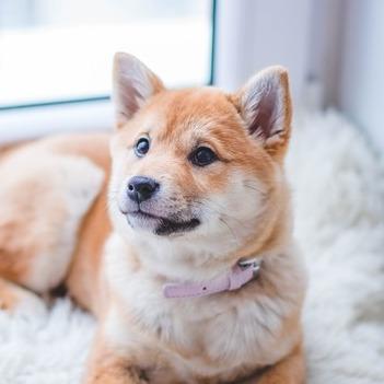 Un chiot shiba inu brun et blanc allongé sur un tapis blanc, à l'intérieur d'une maison.