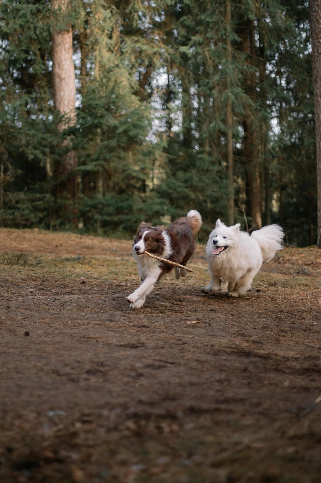 Illustration : Pourquoi est-il important que votre chien voit d’autres chiens ?
